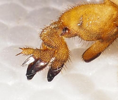 Réf. 311 409 : Neoscapteriscus didactylus